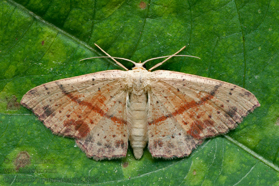 Cyclophora punctaria