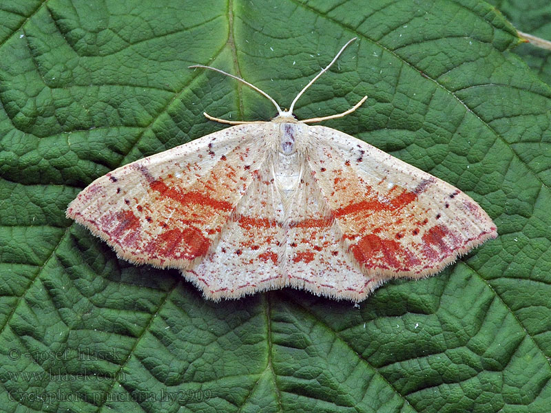 Maiden's Blush Cyclophora punctaria