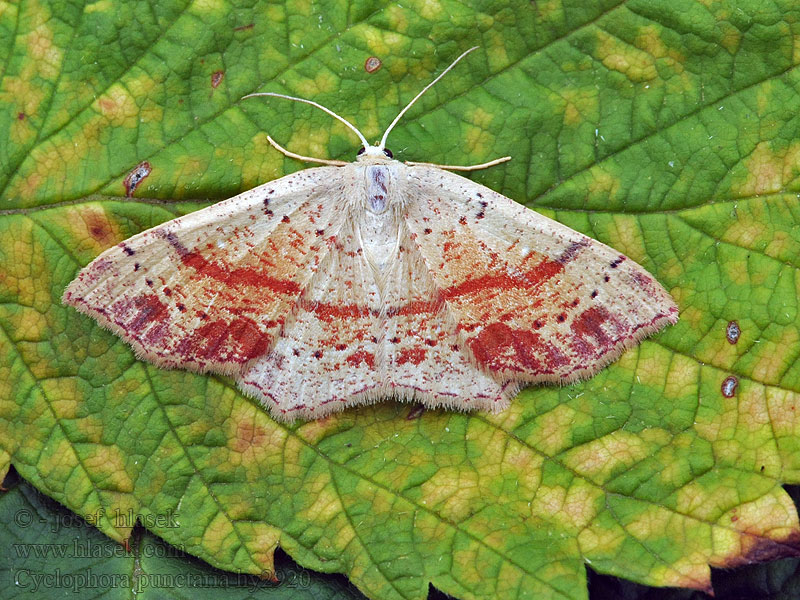 Grauroter Gürtelpuppenspanner Cyclophora punctaria