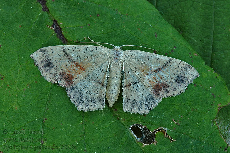 Stor eikelauvmaler Ekgördelmätare Cyclophora punctaria