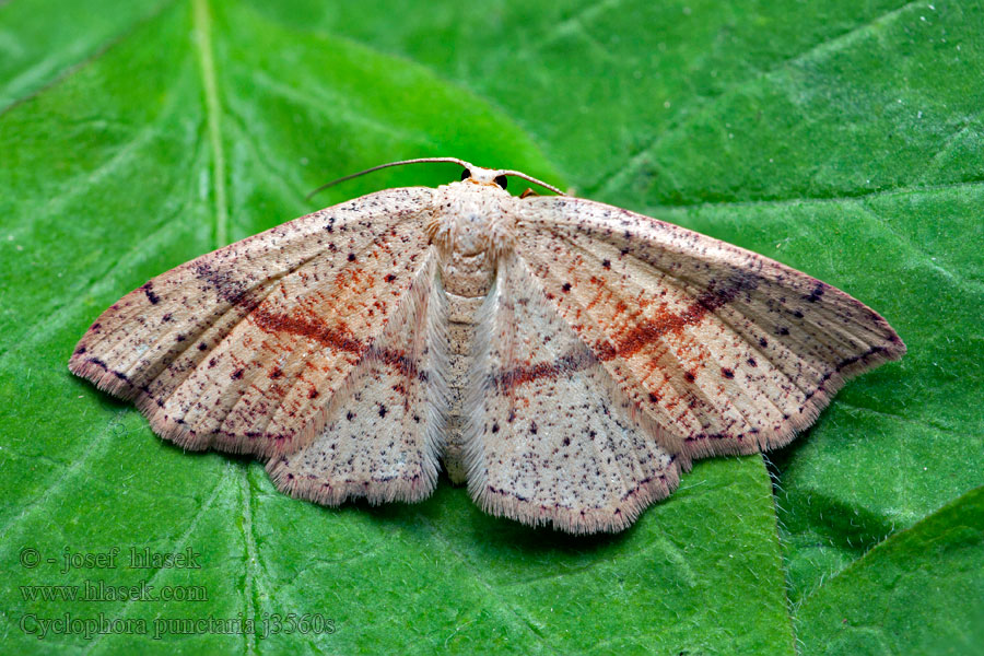 Očkovec dubový Tammivyömittari Cyclophora punctaria