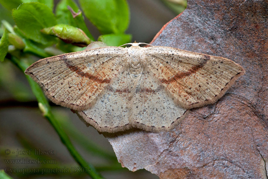 Maiden's Blush Grauroter Gürtelpuppenspanner Cyclophora punctaria