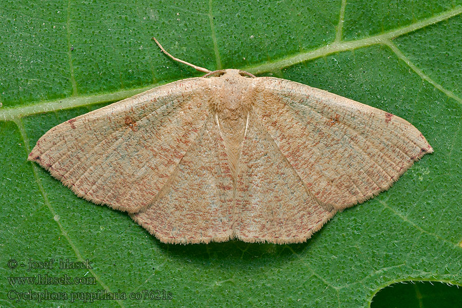 Cyclophora puppillaria Blair's Mocha Piadica očkatá