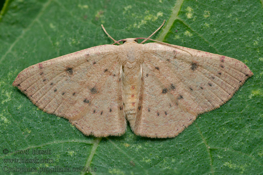 Cyclophora puppillaria Očkovec očkovaný Pupillenspanner