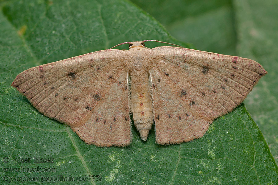 Cyclophora puppillaria Ephyre pupillée Пяденица кольчатая точечная