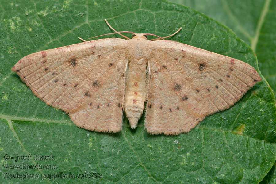 Cyclophora puppillaria Świerzbik źreniczak Oranjerode oogspanner