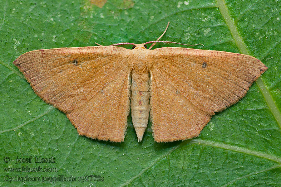 Cyclophora puppillaria Vandrande gördelmätare Sydlig egeringmåler