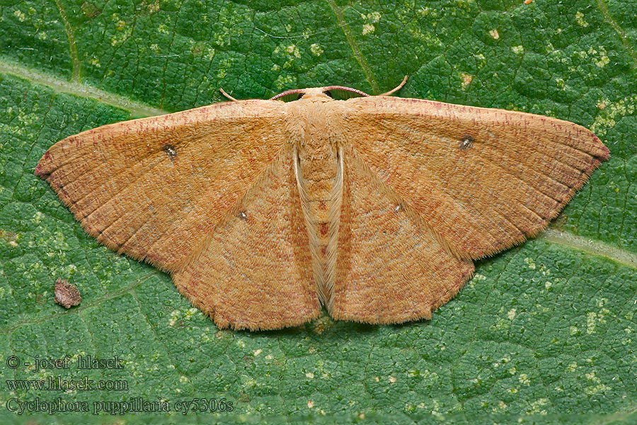 Očkovec očkovaný Cyclophora puppillaria