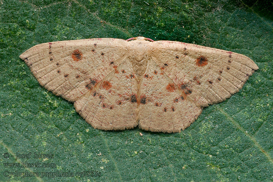 Pupillenspanner Blair's Mocha Cyclophora puppillaria