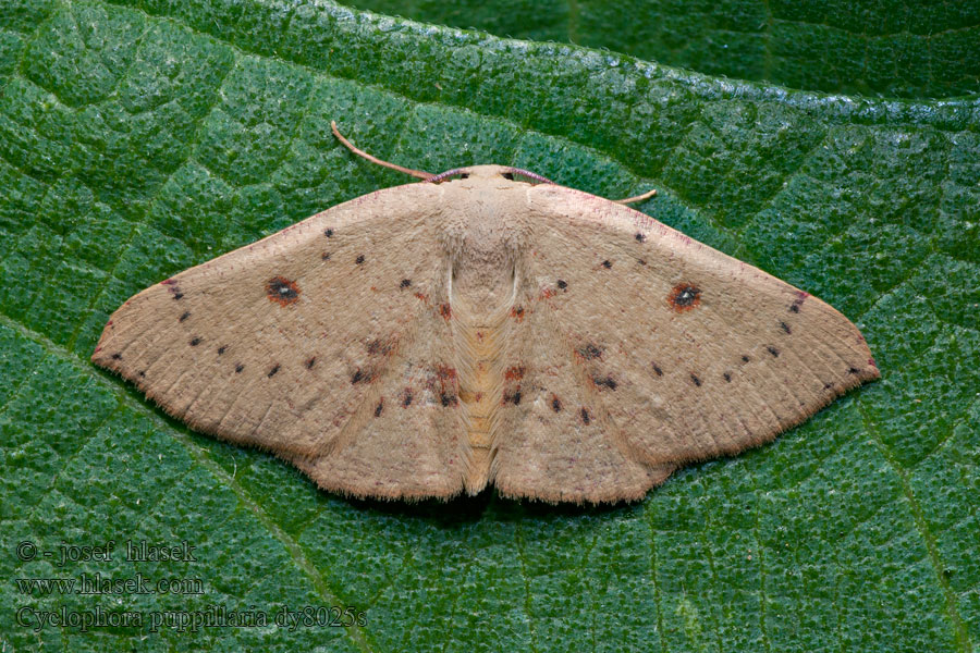 Cyclophora puppillaria Vandrande gördelmätare Sydlig egeringmåler