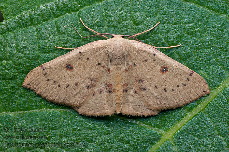 Cyclophora puppillaria Vandrande gördelmätare