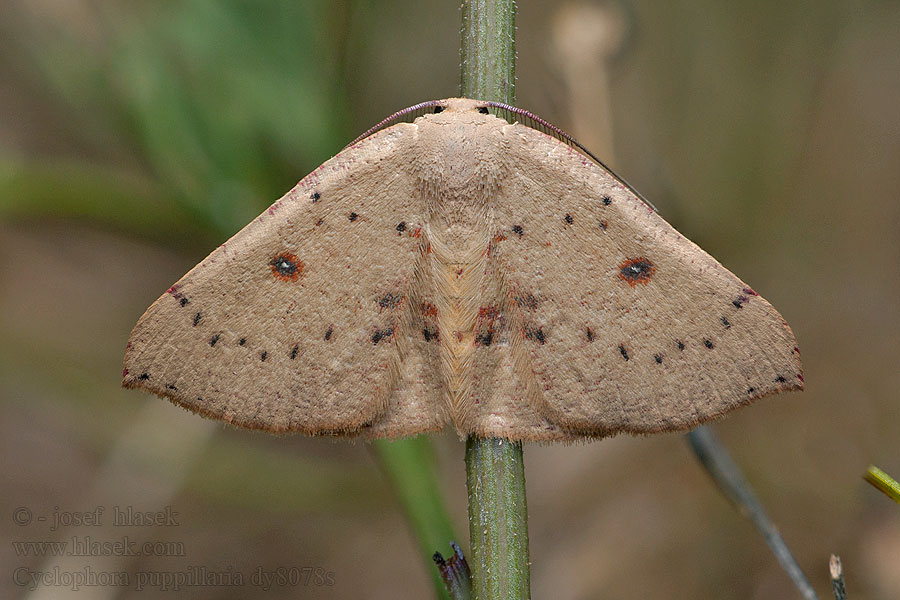 Očkovec očkovaný Cyclophora puppillaria