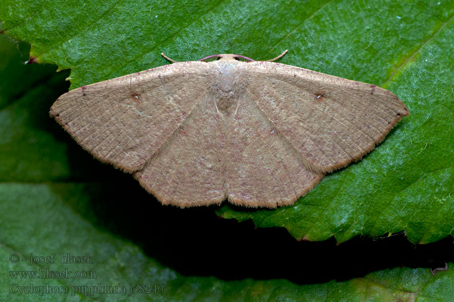 Očkovec očkovaný Piadica očkatá Cyclophora puppillaria