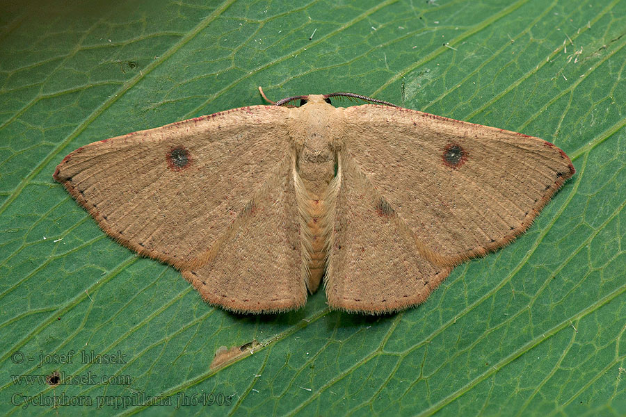 Piadica očkatá Cyclophora puppillaria