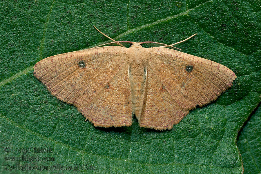 Piadica očkatá Cyclophora puppillaria