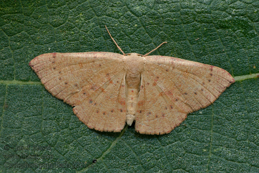 Pupillenspanner Blair's Mocha Cyclophora puppillaria