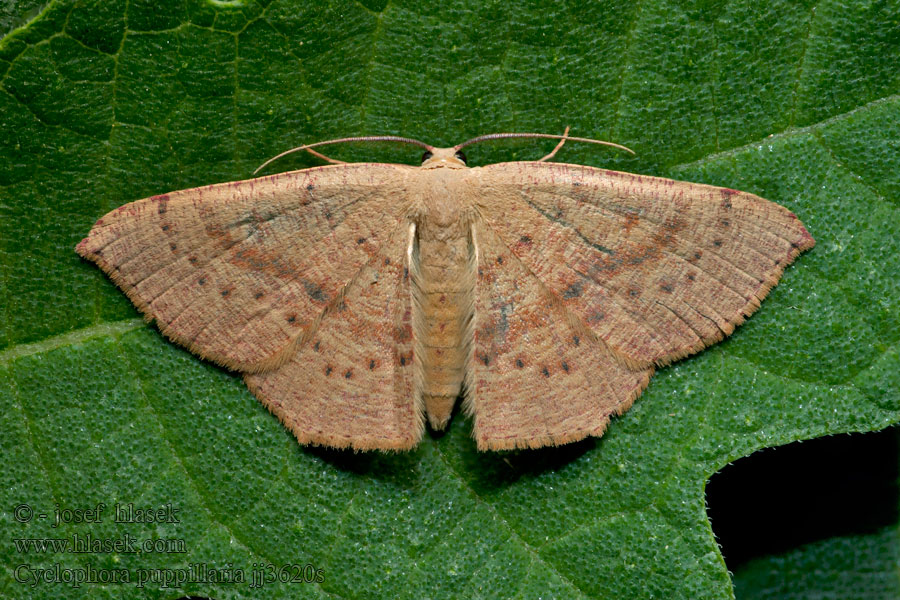 Cyclophora puppillaria
