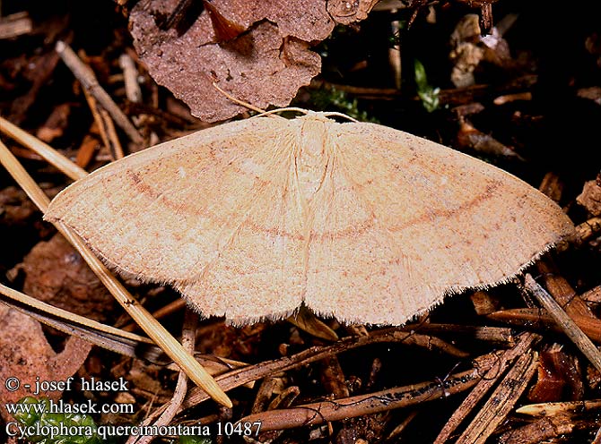 Cyclophora quercimontaria 10487