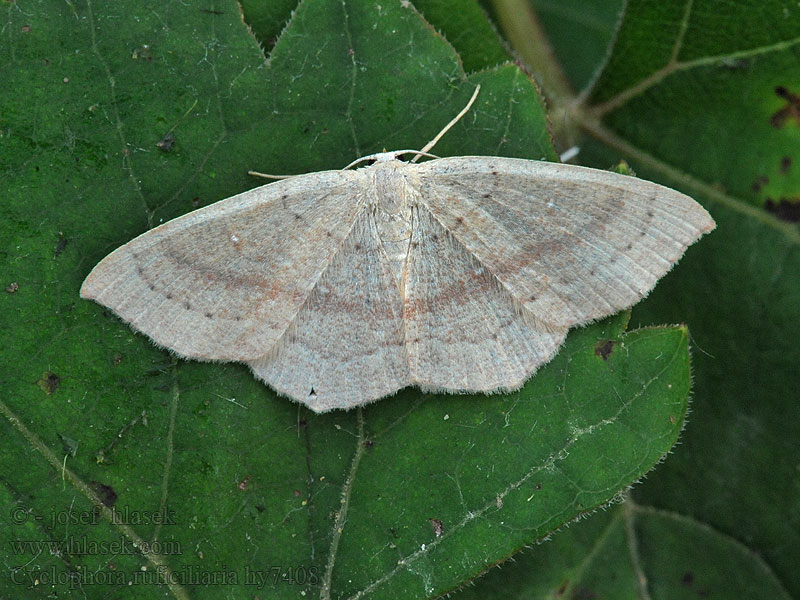 Očkovec kropenatý Cyclophora ruficiliaria