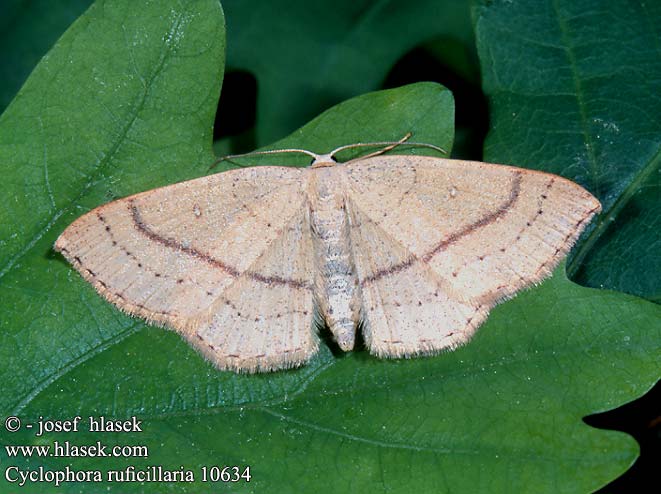 Cyclophora ruficiliaria Braunroter Eichen-Grtelpuppenspanner