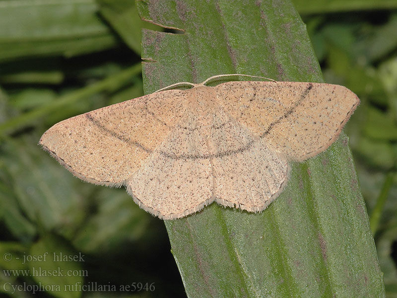 Cyclophora ruficiliaria Očkovec kropenatý Jersey Mocha