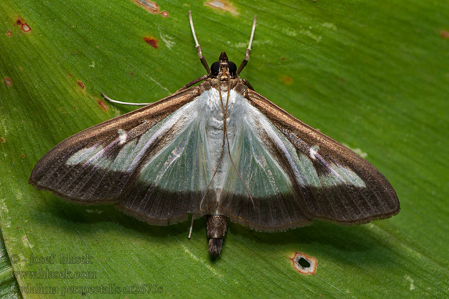 Cydalima perspectalis