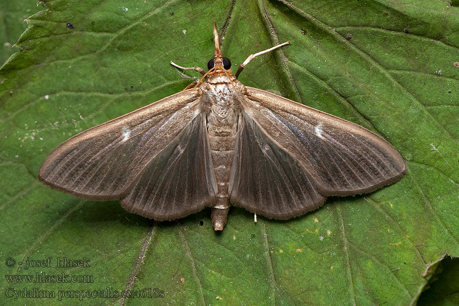 Cydalima perspectalis