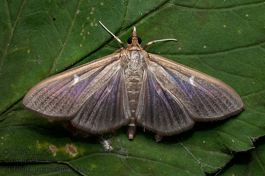 Cydalima perspectalis