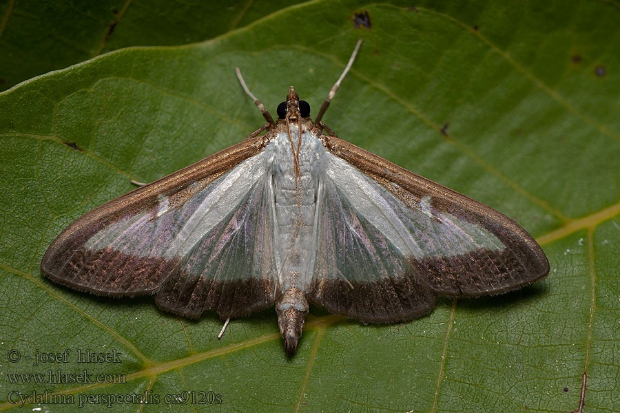 Cydalima perspectalis