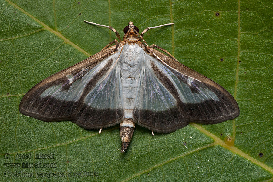 Cydalima perspectalis