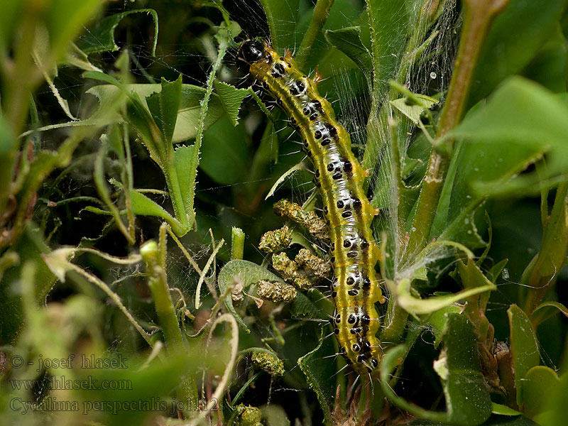 Cydalima perspectalis