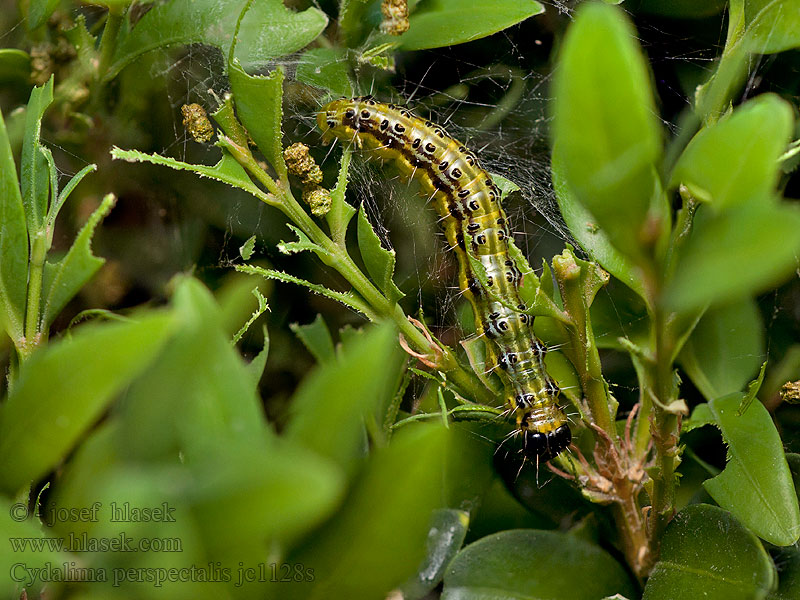 Cydalima perspectalis