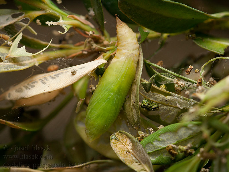 Cydalima perspectalis