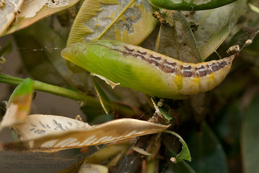 Cydalima perspectalis