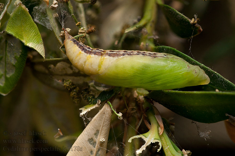 Cydalima perspectalis