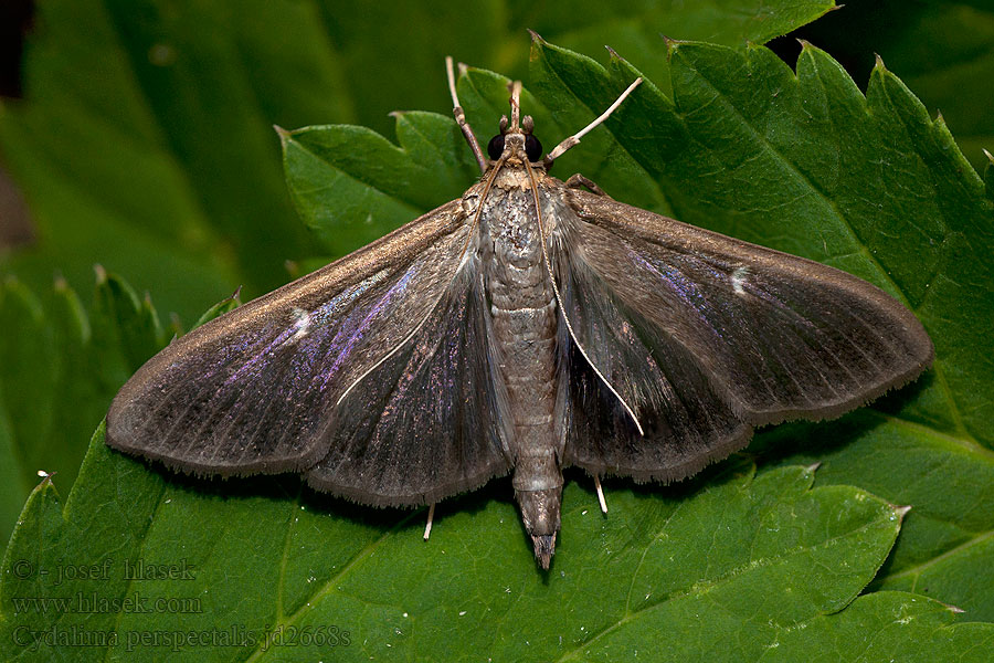 Cydalima perspectalis