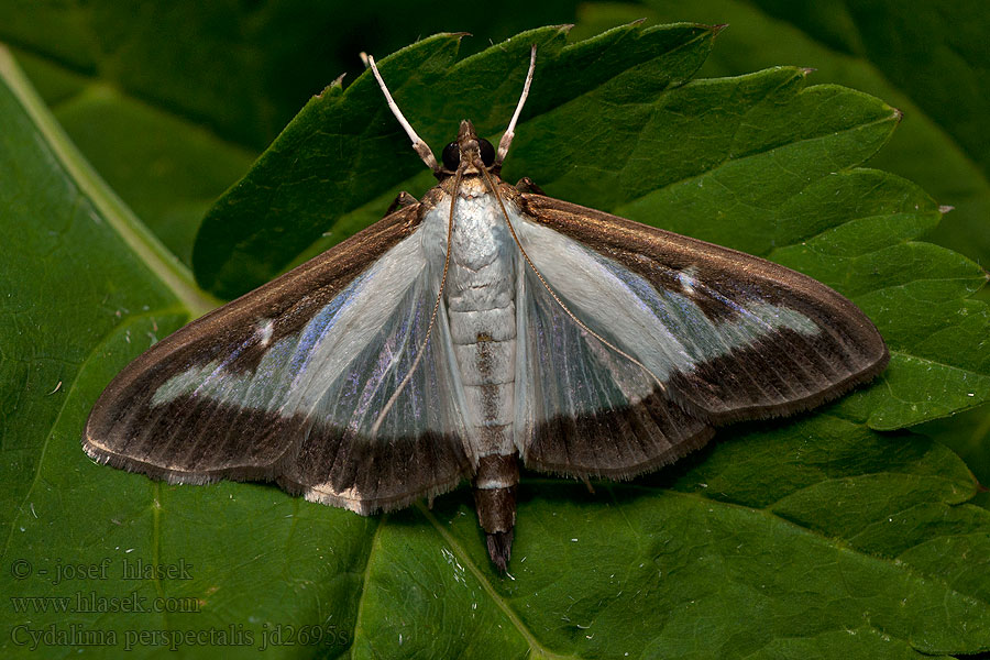 Cydalima perspectalis