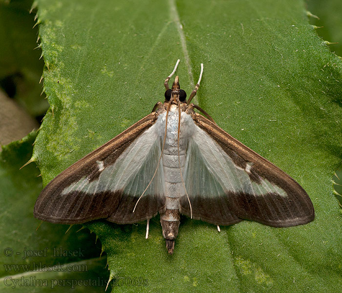 Piralide del bosso Cydalima perspectalis