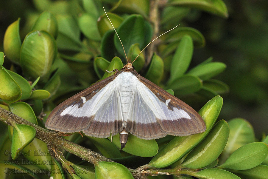 Cydalima perspectalis