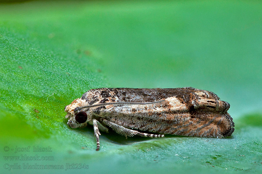 Cydia blackmoreana