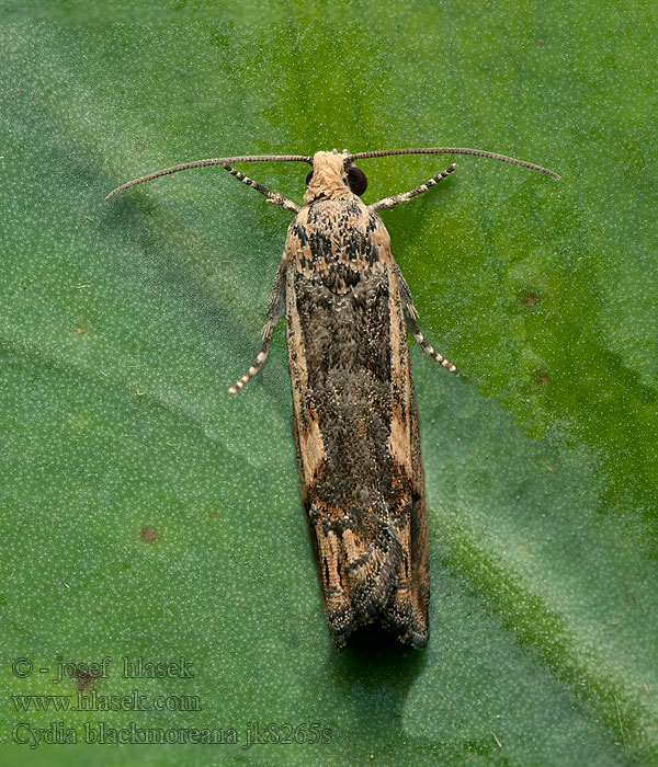 Cydia blackmoreana