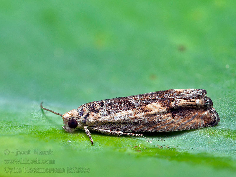 Cydia blackmoreana