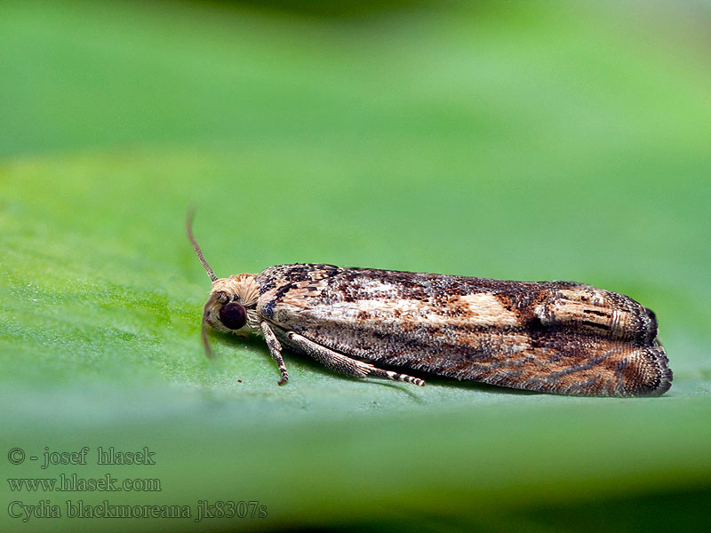 Cydia blackmoreana