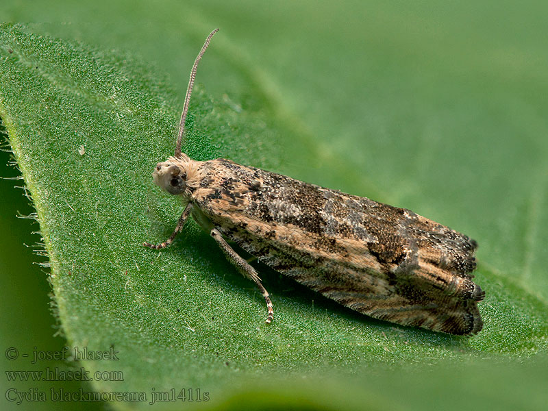 Cydia blackmoreana