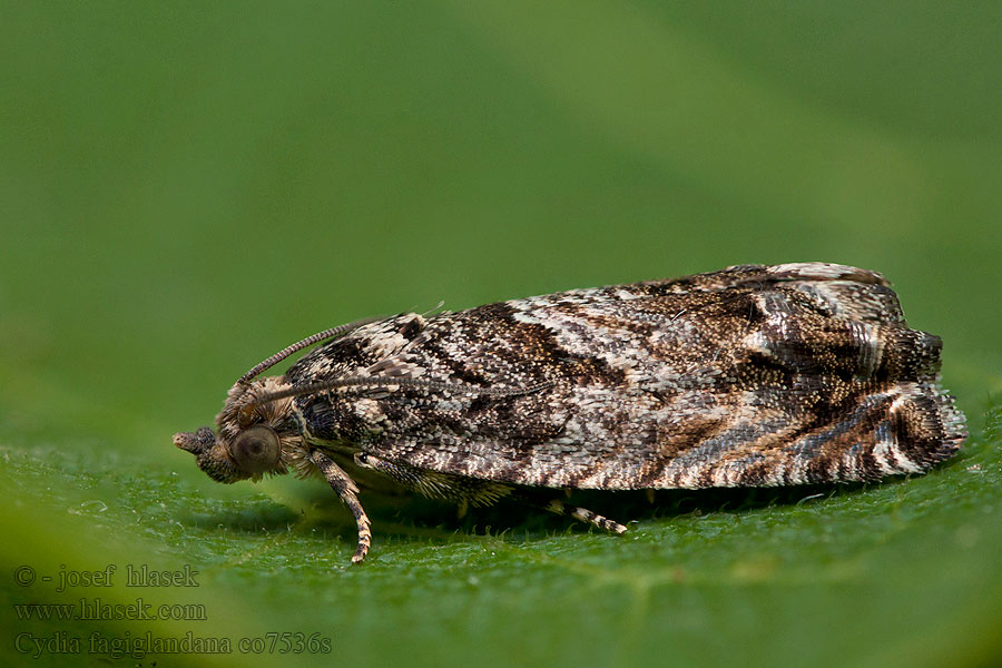 Cydia fagiglandana Beech Moth Plodokaz bukvicový