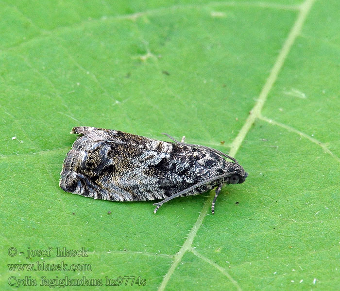 Beech Moth Cydia fagiglandana