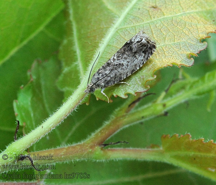 Carpocapse glands Cydia fagiglandana