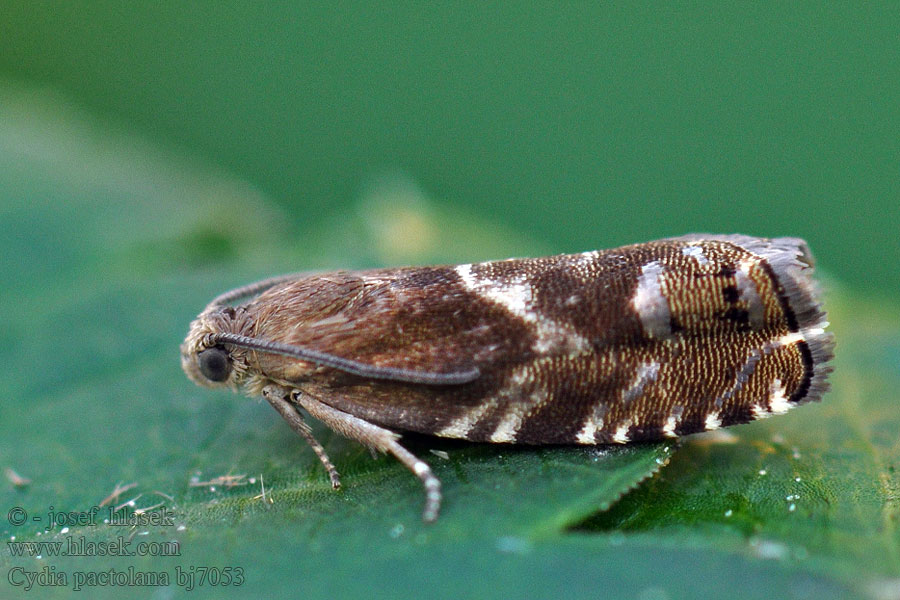 Cydia pactolana Obaleč přeslenový Spruce Bark Tortrix