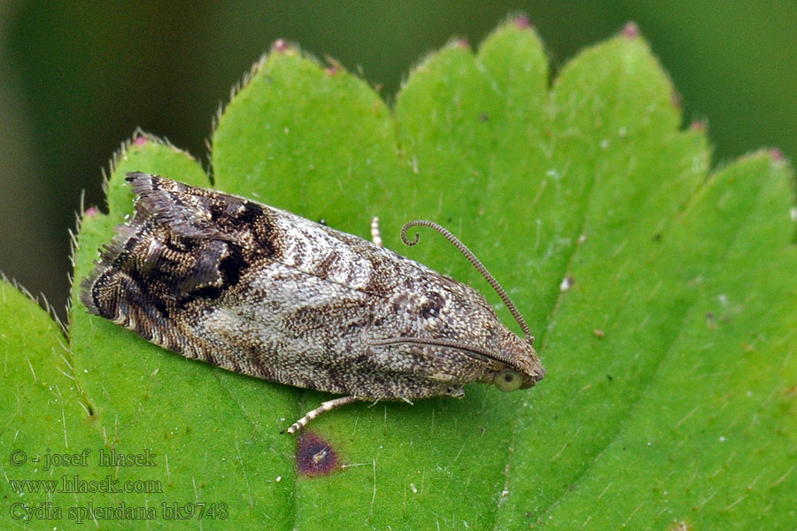 Cydia splendana Obaleč ořechový Kastanienwickler