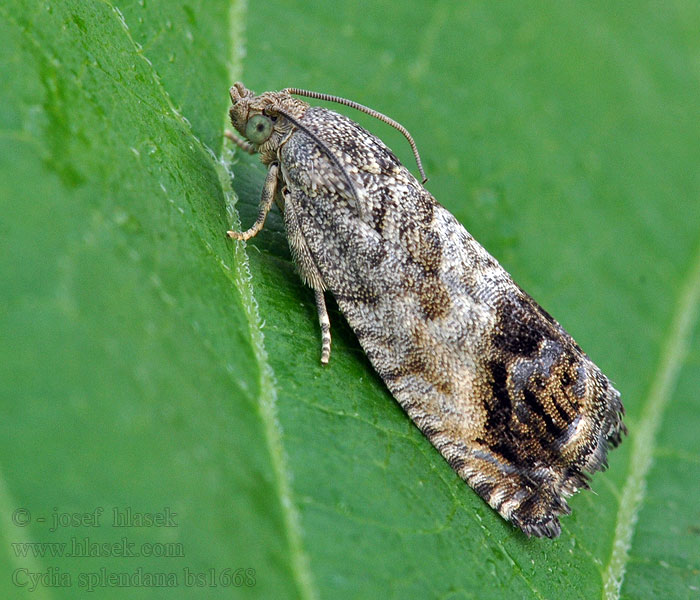 Cydia splendana Chestnut Tortrix Carpocapse châtaignes